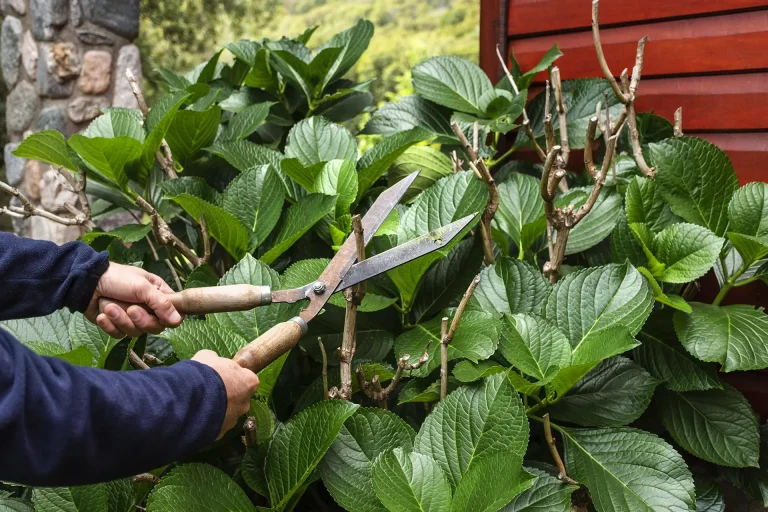 close-up-cutting-plant-leaves